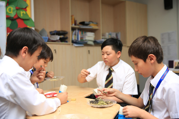 Traditional Chinese Medicine Cultural Experience,Wellington College Bilingual Tianjin