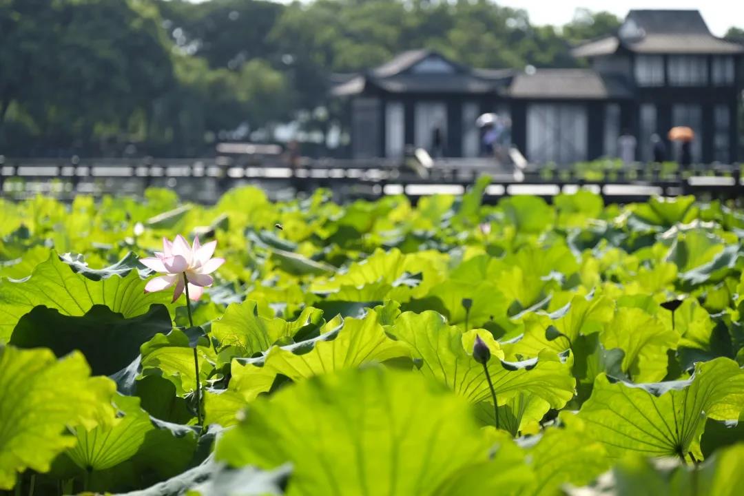 Hangzhou Living Guide | Explore Hangzhou with Wellington