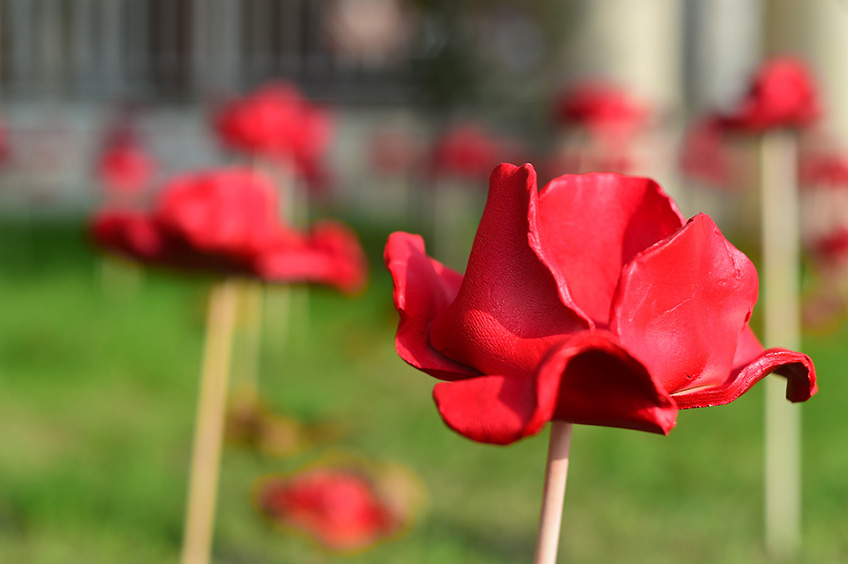 Wellington’s Poppies