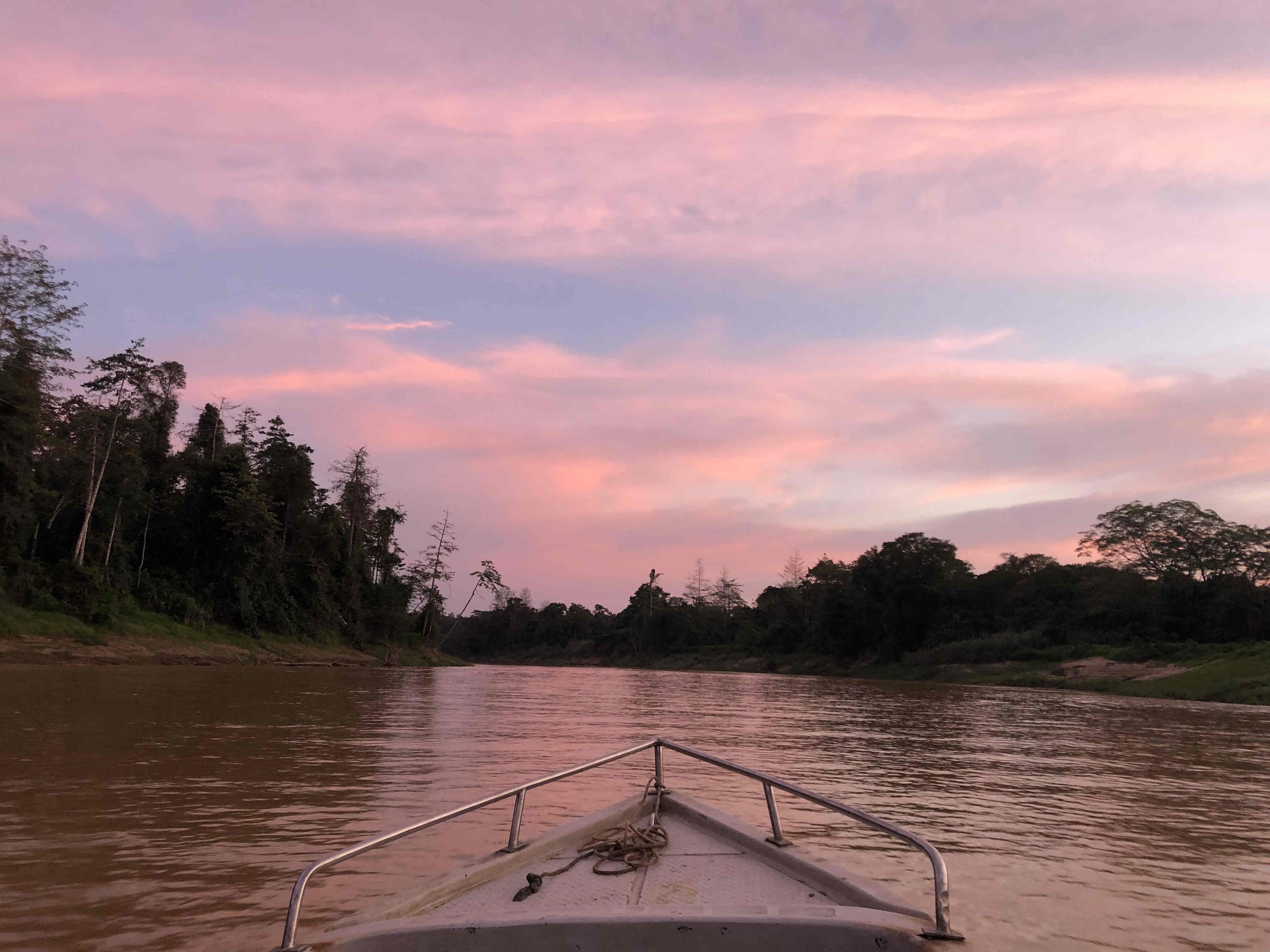 Insights | Pupils boost biodiversity in Borneo