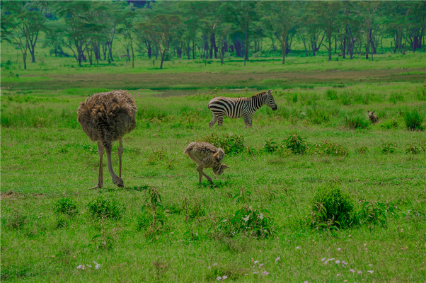 Kenya Trip,Wellington College International Tianjin